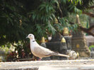 Dans le jardin du Temple de Mahabodhi