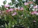 Fleurs d'albizia