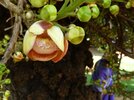Fleur de l'arbre aux boulets de canon