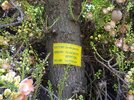 Arbre aux boulets de canon